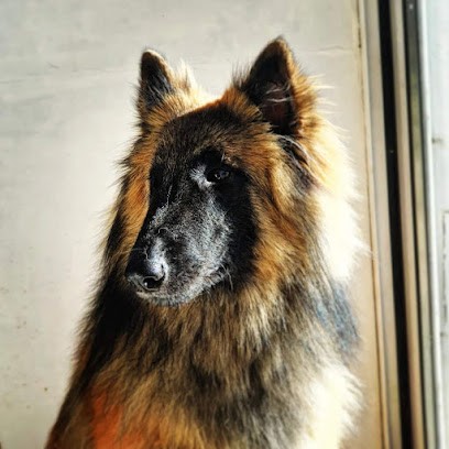 une histoire de chiens, Toiletteur pour Animaux à Corbère-les-Cabanes