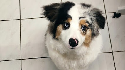 Toutesfrimouss, Toiletteur pour Animaux à Teyran