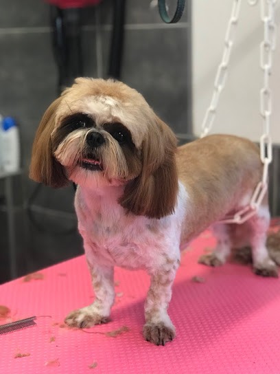 ALSA'CHIEN, Toiletteur pour Animaux à Haguenau