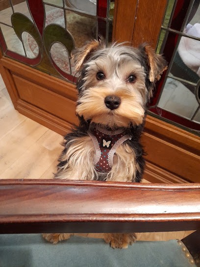 Au Bon Saint Bernard, Toiletteur pour Animaux à Mennecy