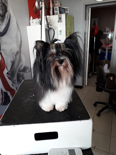 Toutou salon, Toiletteur pour Animaux à Berck