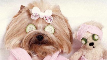 Beauty Dog Toilettage, Toiletteur pour Animaux à Lavérune