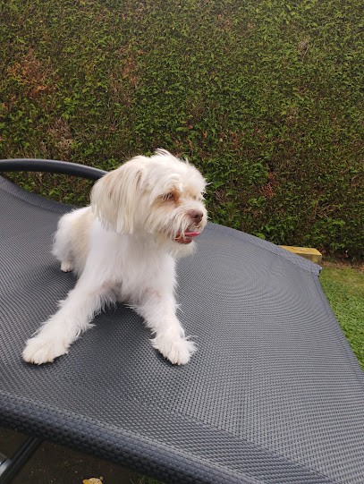 Salon de Toilettage Charlier, Toiletteur pour Animaux à Nouzonville