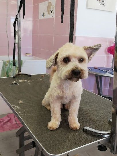Amour Poils Et Beauté, Toiletteur pour Animaux à Sète