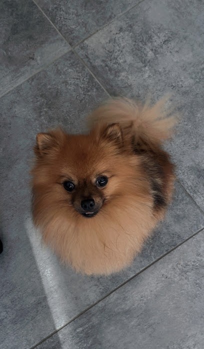 Le Car'Os Au Poil, Salon De Toilettage, Alimentation, Accessoires, Toiletteur pour Animaux à Pleyben