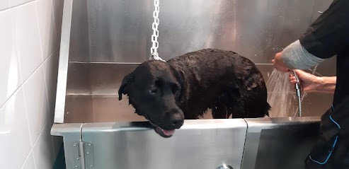 Salon De Toilettage Histoire De Chiens Et De Chats, Toiletteur pour Animaux à Saint-Pryvé-Saint-Mesmin
