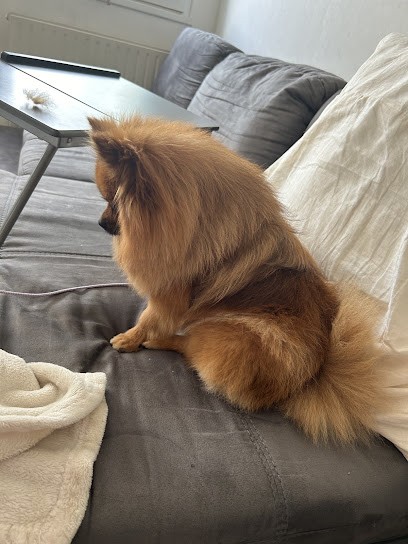 Sur 4 Pattes, Toiletteur pour Animaux à Fougères