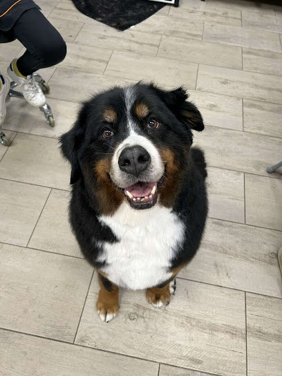 L'atelier Du Poil, Toiletteur pour Animaux à Sainte-Geneviève-des-Bois