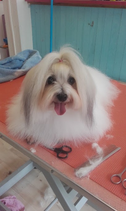 A La Chouchouterie, Toiletteur pour Animaux à Montluçon