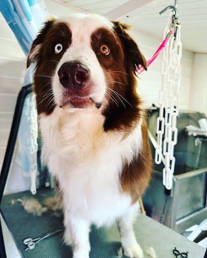 Doggy-Cool Toiletteur, Chiens Chats Et Lapins, Toiletteur pour Animaux à Saint-Maximin-la-Sainte-Baume