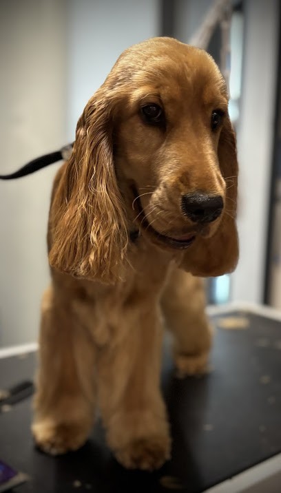 CaniArt, Toiletteur pour Animaux au Rove