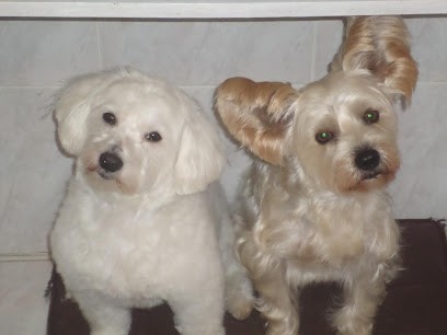 Beauty Dog 27, Toiletteur pour Animaux à Pont-Audemer