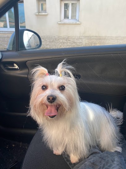 Atelier du Chien, Toiletteur pour Animaux à Lesparre-Médoc