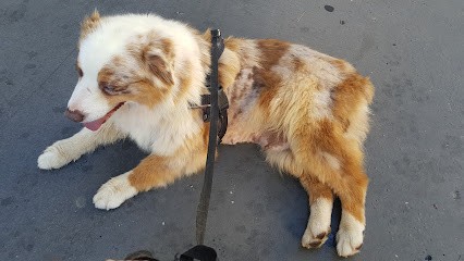 Le Coin à Truffes, Toiletteur pour Animaux à Lyon 03