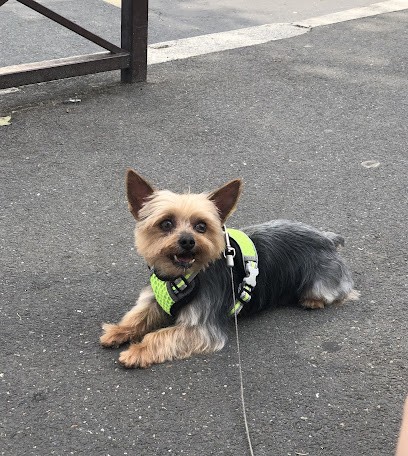 A La Cabotine, Toiletteur pour Animaux à Stains