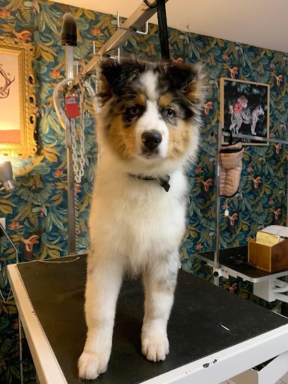 Le chien bleu, Toiletteur pour Animaux à Escaudain