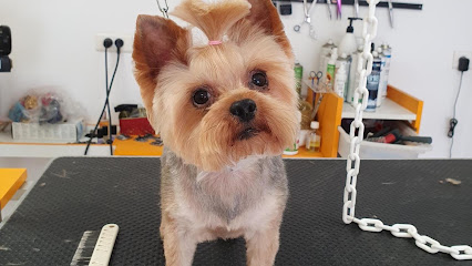 La Boite A Poils, Toiletteur Pour Animaux à Pouillon