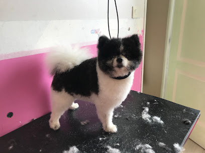 Toutou Beauté Toilettage Toiletteur Pour Animaux à Calais