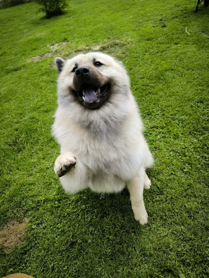 Pat'Tout Net, Toiletteur pour Animaux à Plessé