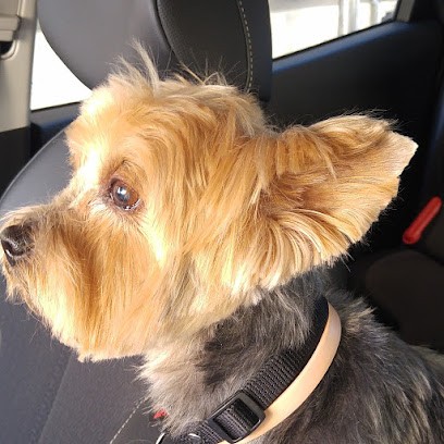 Patapluche, Toiletteur pour Animaux à Marseille 04