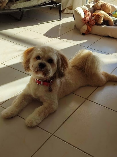 O' P'tit Filou, Toiletteur pour Animaux à Nieul-sur-Mer