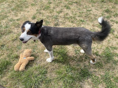 Thevenet Christine, Toiletteur pour Animaux à Villemandeur
