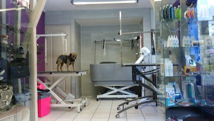 Styl'Animal, Toiletteur pour Animaux à Plélan-le-Grand