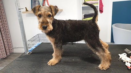 PATTE, Toiletteur pour Animaux à Rouvroy