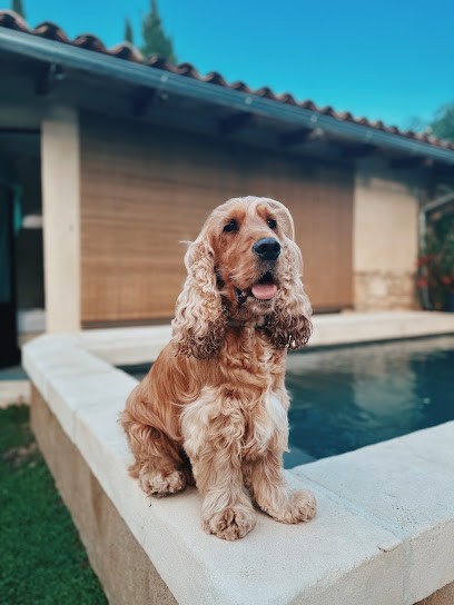 L'atelier Canin - Salon de toilettage, Toiletteur pour Animaux à Cavaillon