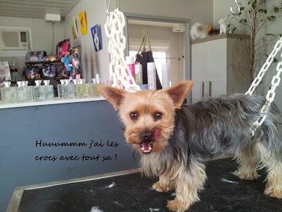 TOUTOU BRUSCHING, Toiletteur pour Animaux à Luçon