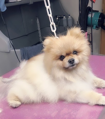 Précieuses Peluches, Toiletteur pour Animaux à Saint-Martin-du-Tertre