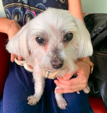 Les P'tits Fauves Sarl, Toiletteur pour Animaux à Strasbourg