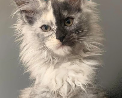 Pomponnette Toilettage, Toiletteur pour Animaux à Montlouis-sur-Loire