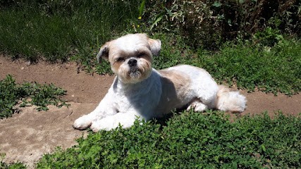 Toilettage Delphine, Toiletteur pour Animaux à Pont-du-Château