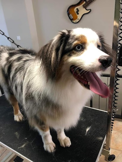 Dog's Barber - Toilettage Canin, Toiletteur pour Animaux à Toul