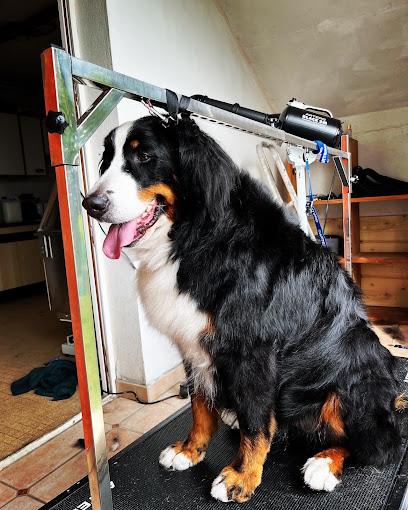 Coco Canin Toiletteur Pour Animaux à Vigny
