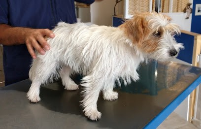 Ferreira Pereira Carlos Filipe, Toiletteur pour Animaux à L'Haÿ-les-Roses