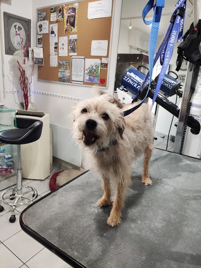 Au Chien Coquin, Toiletteur pour Animaux à La Baule-Escoublac