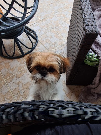 Beauté Animale, Toiletteur pour Animaux à Cazaubon