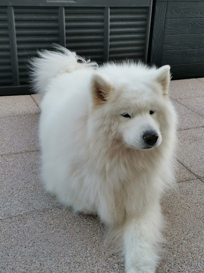 Animal' Land, Toiletteur pour Animaux à Palaiseau