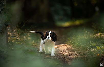 Séverine C. Toilettage, Toiletteur pour Animaux à Villeneuve-le-Comte