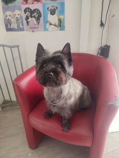 Mineur Fiol Laetitia Eliane, Toiletteur pour Animaux à Nyons