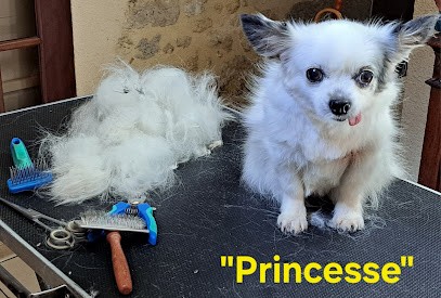 Bulles D'Or - Toilettage Canins Et Félins à Domicile, Toiletteur pour Animaux à Poudenas