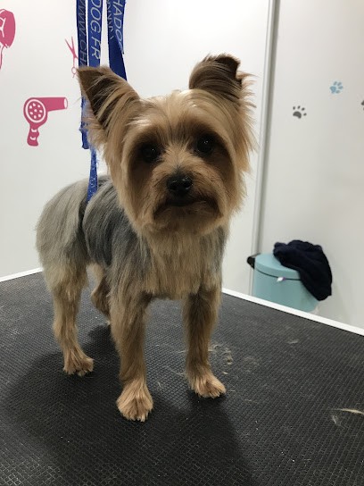 Just'in toilettage, Toiletteur pour Animaux à Frontonas