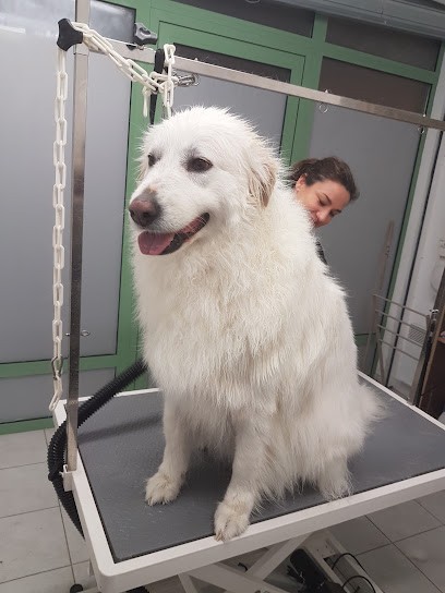 Audrey Luberon Toilettage, Toiletteur pour Animaux à Pertuis