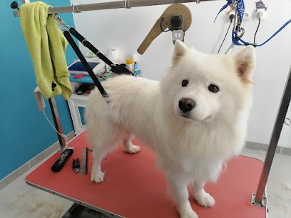 Tendance Canine, Toiletteur pour Animaux à Montendre