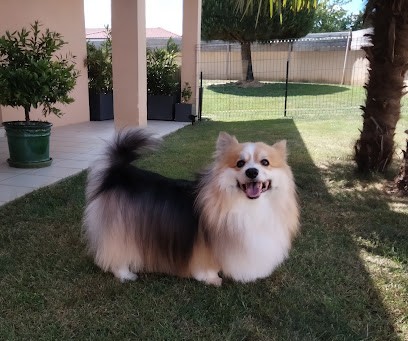 Estheti'k Dog 87, Toiletteur pour Animaux à Panazol