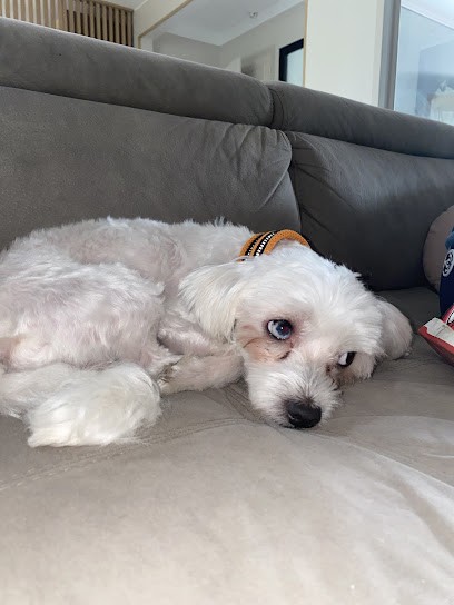 Art Toilettage, Toiletteur pour Animaux à Arvert