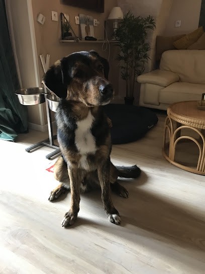 CaniCat, Toiletteur pour Animaux à Coursan