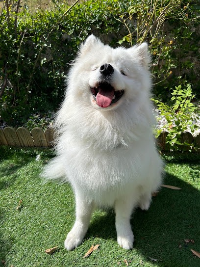 La Maison du Chien et du Chat, Toiletteur pour Animaux à Ruoms